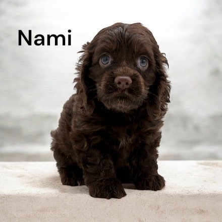 puppy, for, sale, Cocker Spaniel, Joe & Cherri  Overlease, dog, breeder, Miller, MO, dog-breeder, puppy-for-sale, forsale, nearby, find, puppyfind, locator, puppylocator, aca